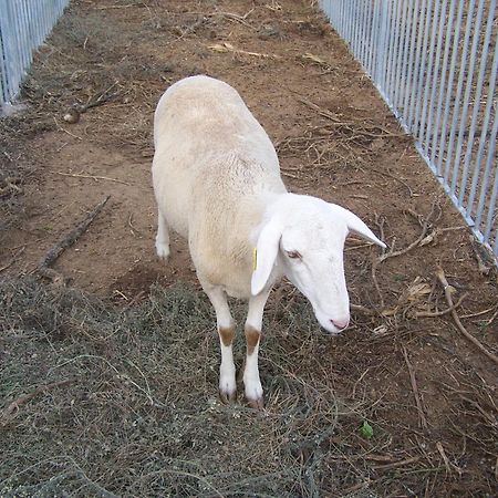 Centro De Agroecologia Y Medio Ambiente De Murcia Bullas Esterno foto