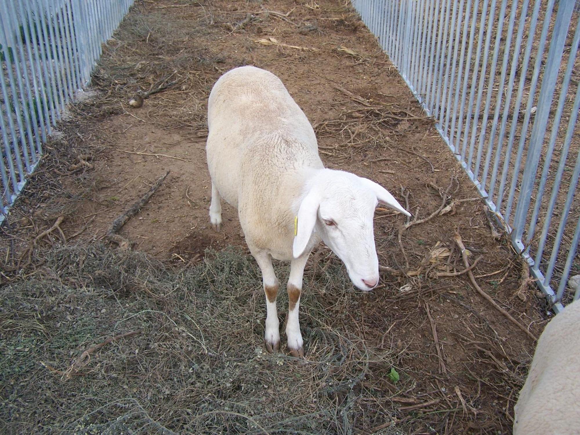 Centro De Agroecologia Y Medio Ambiente De Murcia Bullas Esterno foto